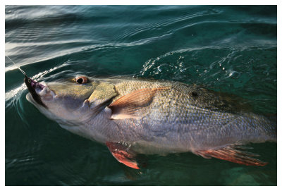 Mutton Snapper