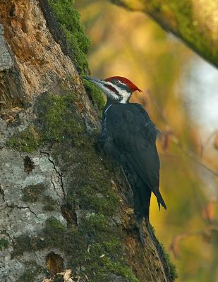 Pileated Woodpecker