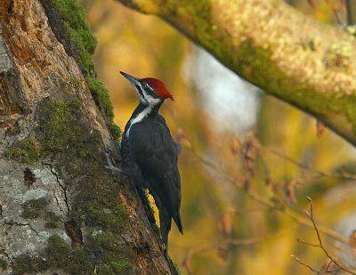 Pileated Woodpecker