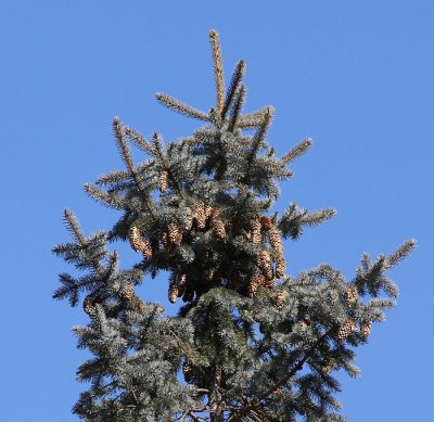 top of the spruce.jpg