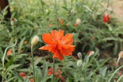 Double Poppy