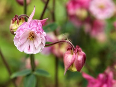 Pink Columbine