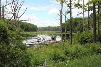 Swamp View