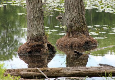 Twin Trunk Reflections
