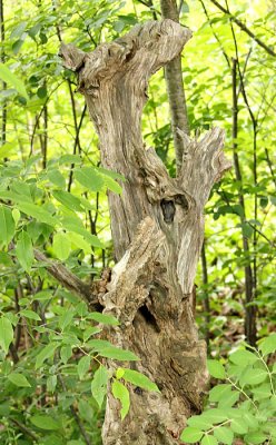 Weathered Stump