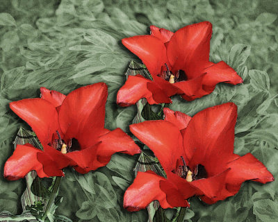 Terrific Tulips