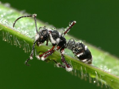 Dead ant- FZ30