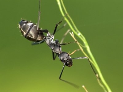 Ant
