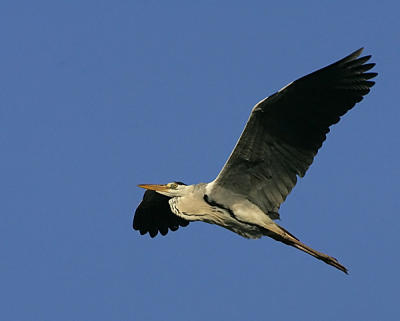 heron in flight against blue sky 1