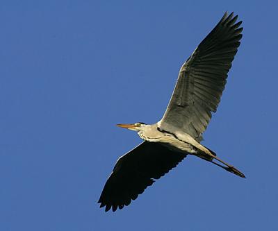 heron in flight against blue sky 2