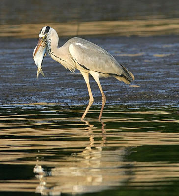 Heron with hunted fish