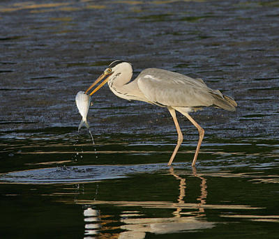 Heron with hunted fish