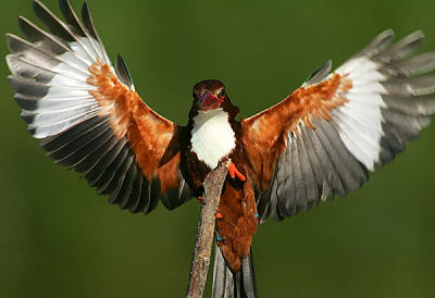 Kingfisher (white Throated)