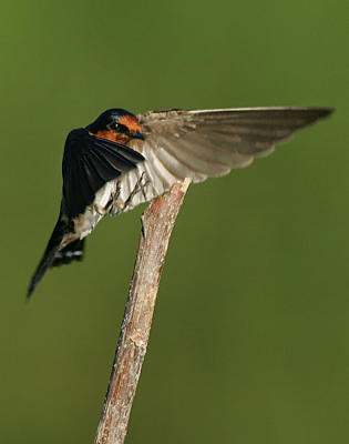 Pacific swallow