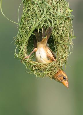 CRW_6245.jpg
