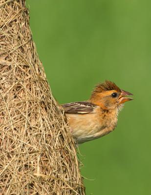 CRW_6271.jpg
