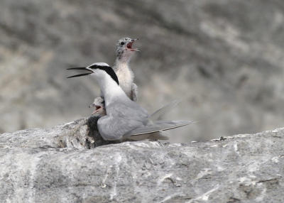 Mum protecting the youngs from rival males tern