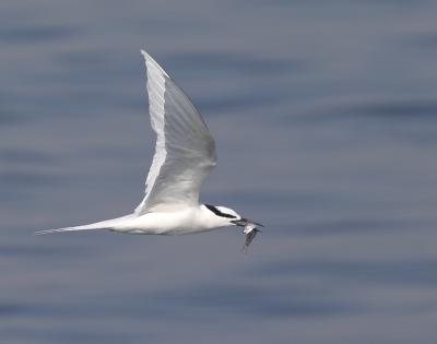 low level flight