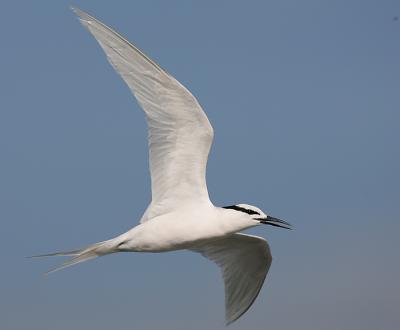 Flight over head