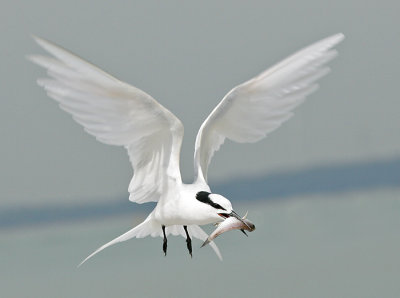 Big meal (100-400mm)