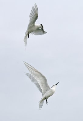 Mid-Air fight