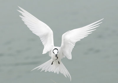 Black-Naped Terns Gallery