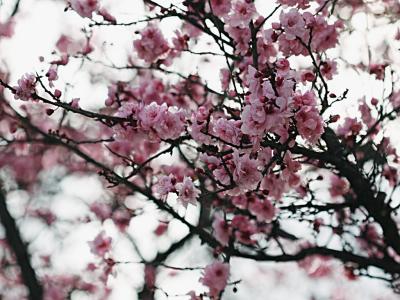 _MG_9906_cherry blossom
