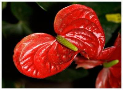 Anthurium