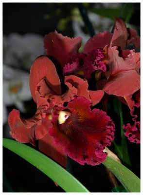 Cattleya