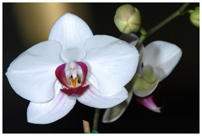Phalaenopsis