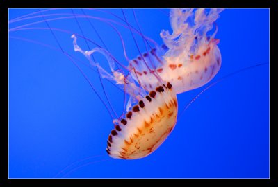 _DSC6709.jpg