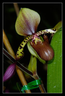 Paphiopedilum
