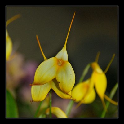 Masdevallia