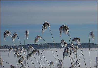 Winter reed
