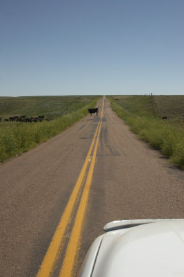 Road Hazard?
