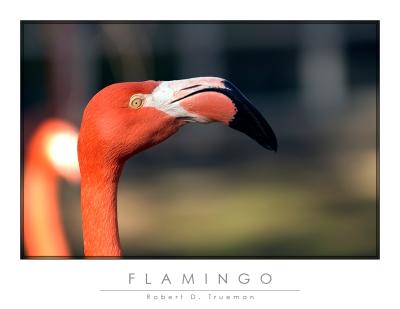 g3/19/544219/3/58576903.Flamingo.jpg