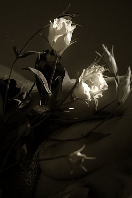 IMG_7225.jpg