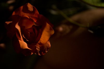 IMG_7229.jpg