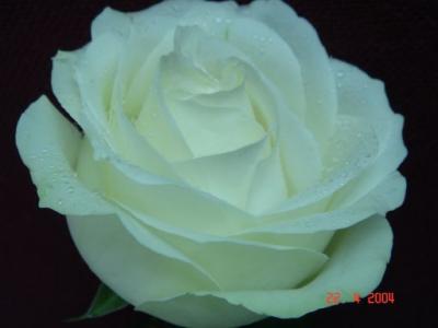 DSC00416.jpg