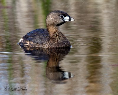 Grebe Gallery