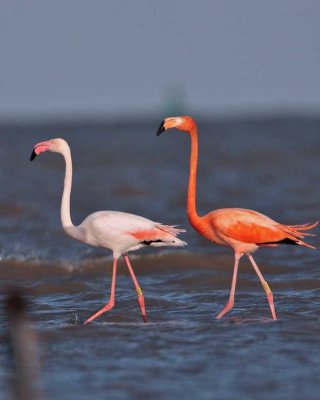 Greater Flamingo Gallery