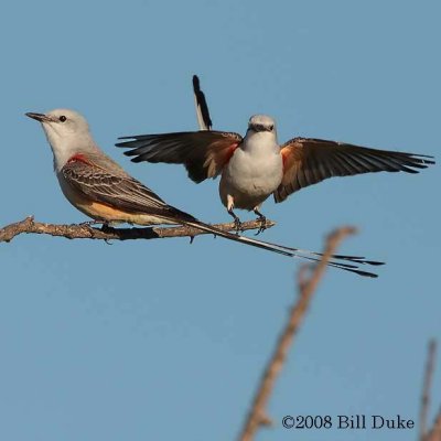Fighting Males