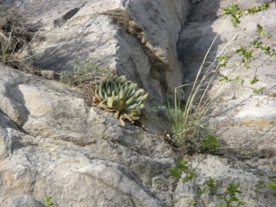 Living 'on the edge' - a plant clings tenaceously to the side of a rock face