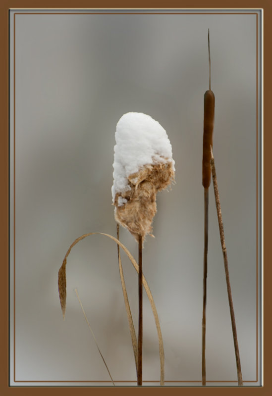 Snowy Cattail <br>by Judyjo