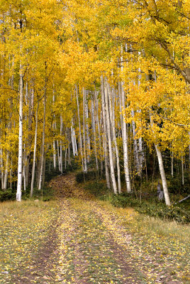 Inviting Trail by John C