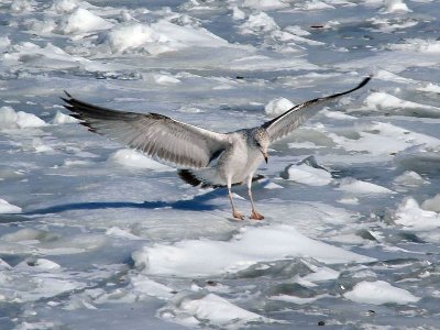 Slippery Landing by Canadian Club (CC)