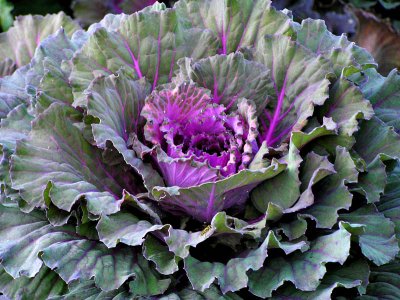 Who says cabbage isnt beautiful? by Judyjo