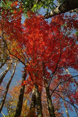 Treetop SplendorBy Judyjo