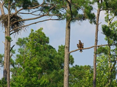 Taken June 27, at Blackwater National Wildlife Refuge, near Cambridge, MD with my Pentax K10D, and Sigma 135-400mm lens.  This juvenile bald eagle had apparently gotten away from its nest (also in the picture) and seemed unable to get back into it.

