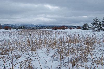 Cattails in Snowby Dave Gaines